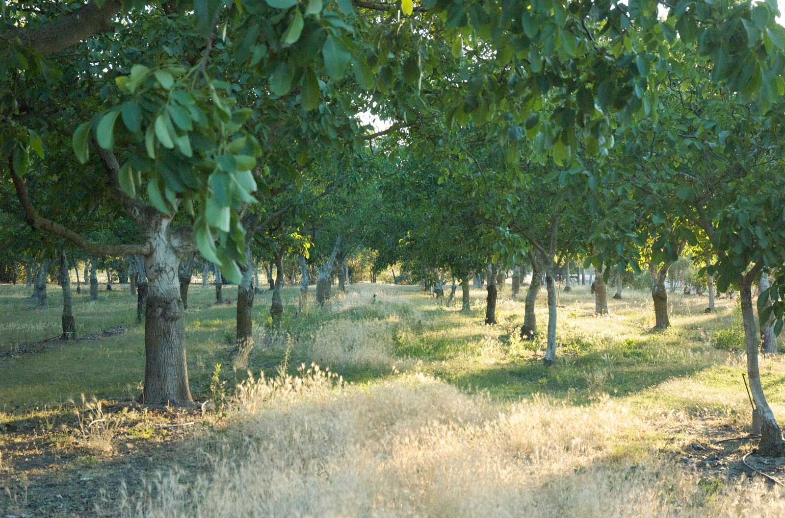 The orchard