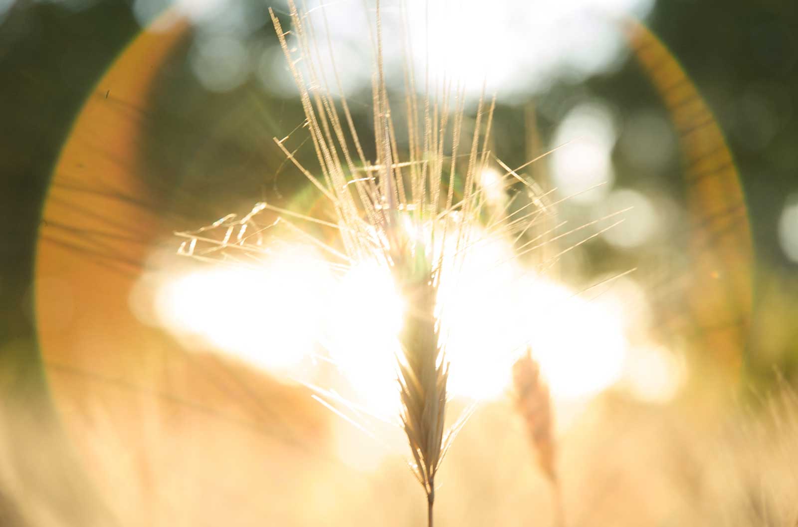 Solar Flare