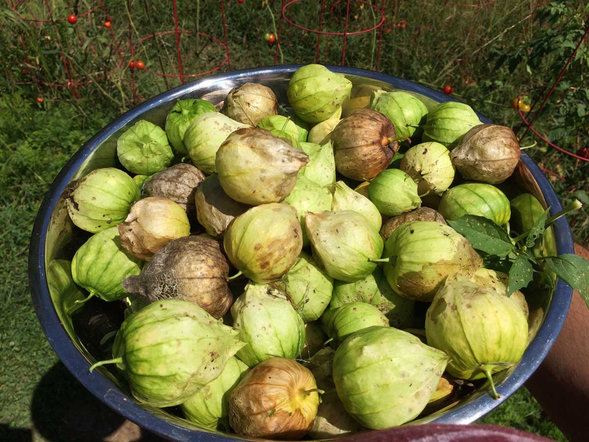 Tomatillos