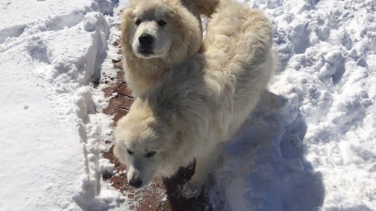 Dogs! The Great Pyrenees, Crocket (top) and Houston (bottom)