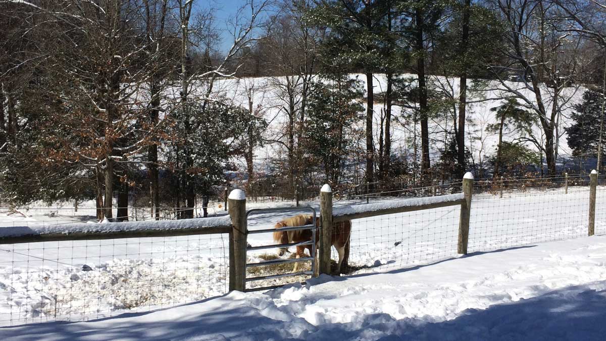 Sir Applejack the Pony in his paddock