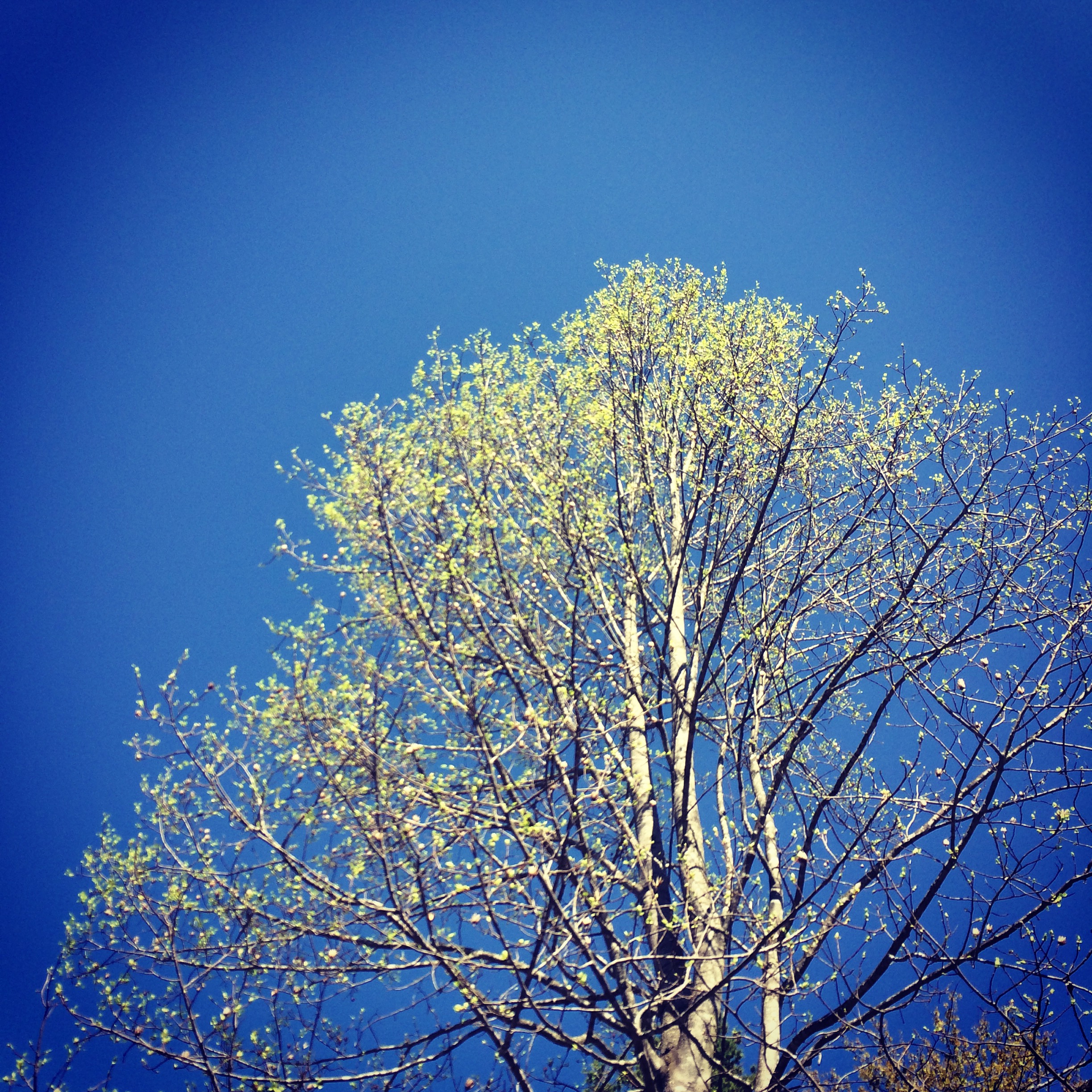 Tree against Blue Sky