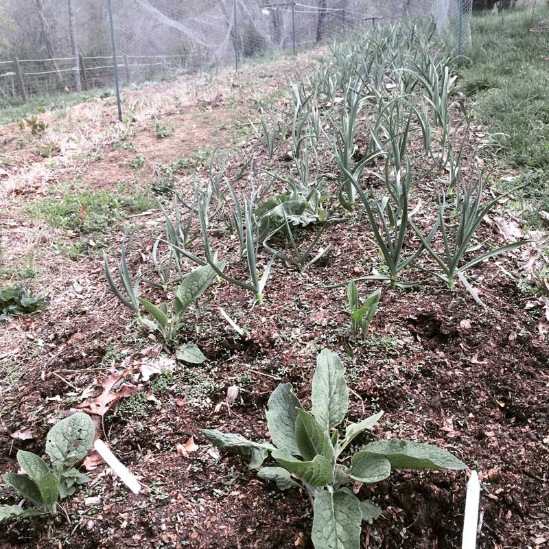 Garlic row in garden