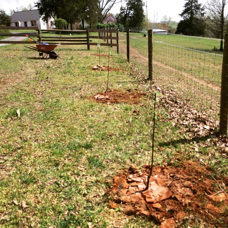 Hewes Crabapple trees