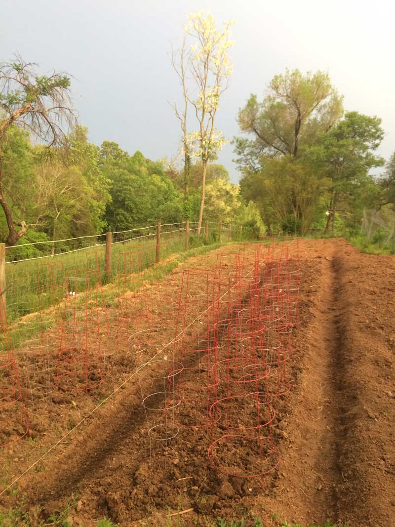 Main garden  beds