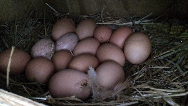 eggs