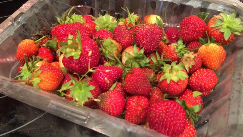 Strawberry harvest