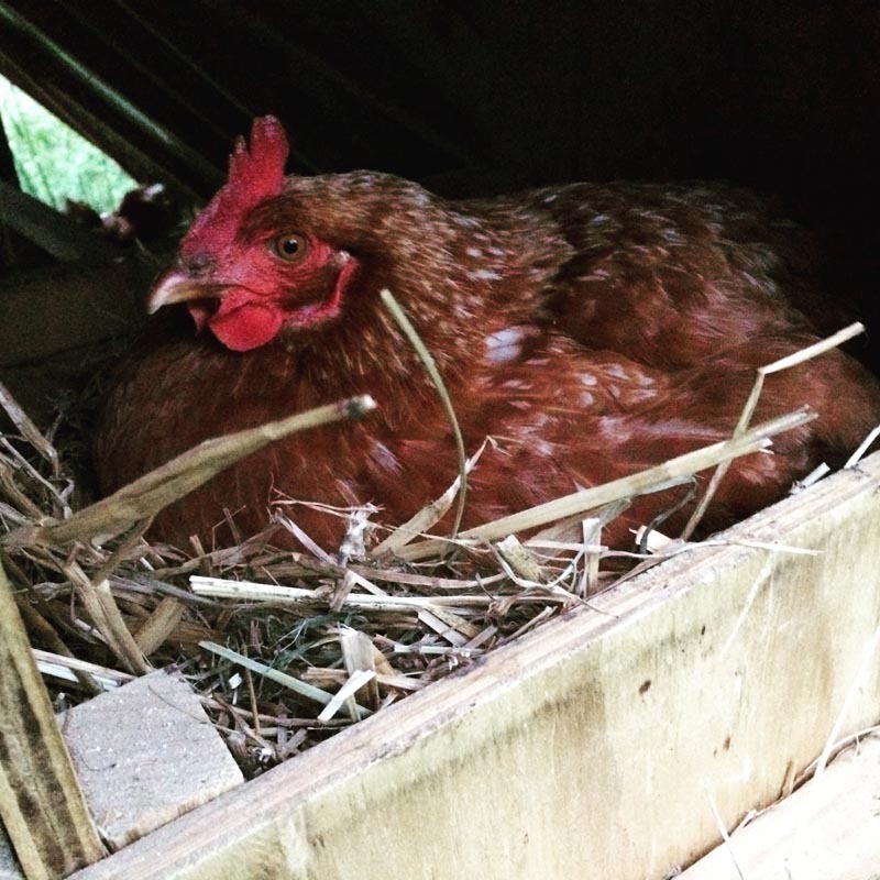 broody hen