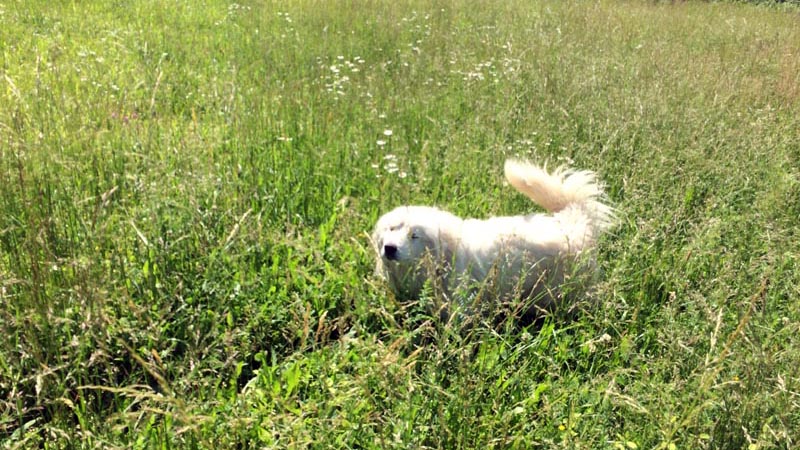 Dog in grass
