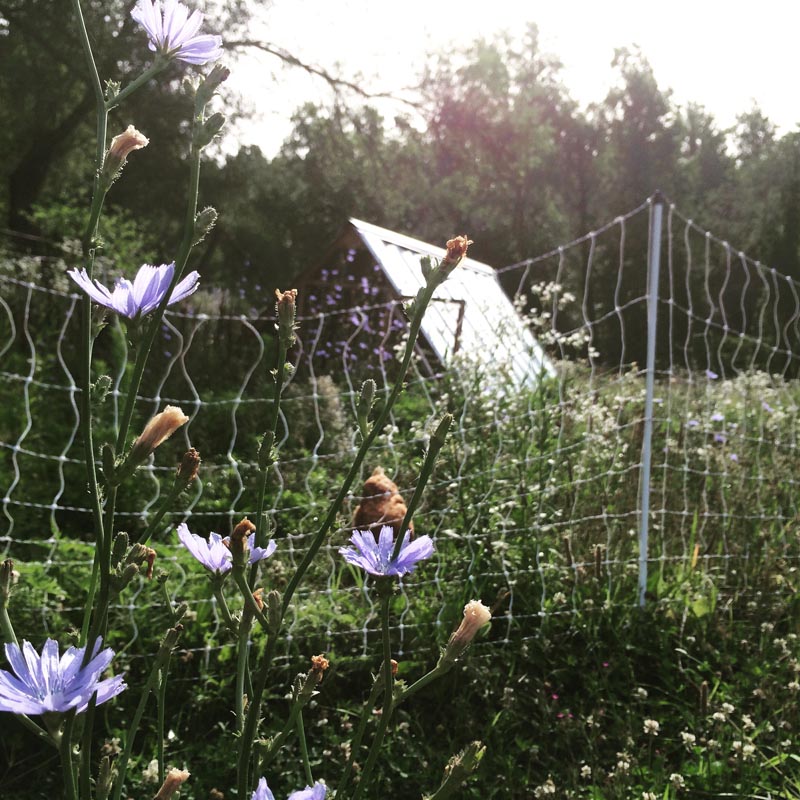 Chickens Tractor and Chicory