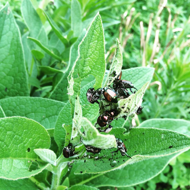 Japanese Beetle