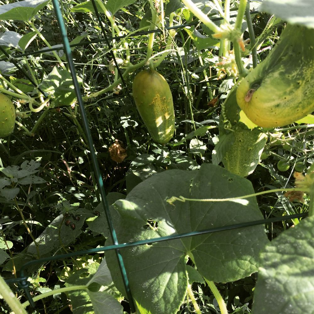 Cucumbers