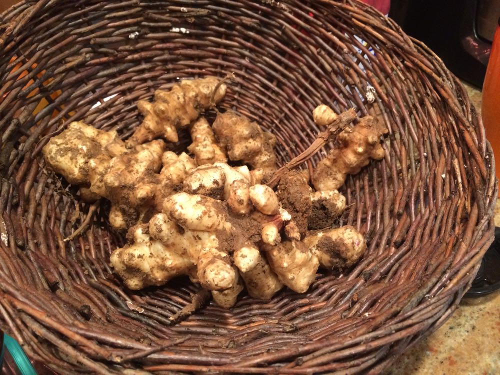 Jerusalem Artichokes