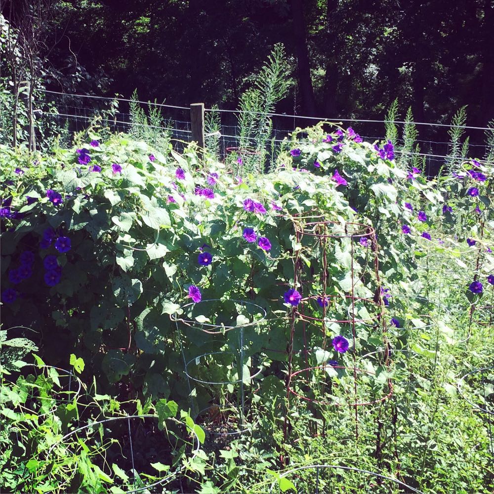 Morning Glories