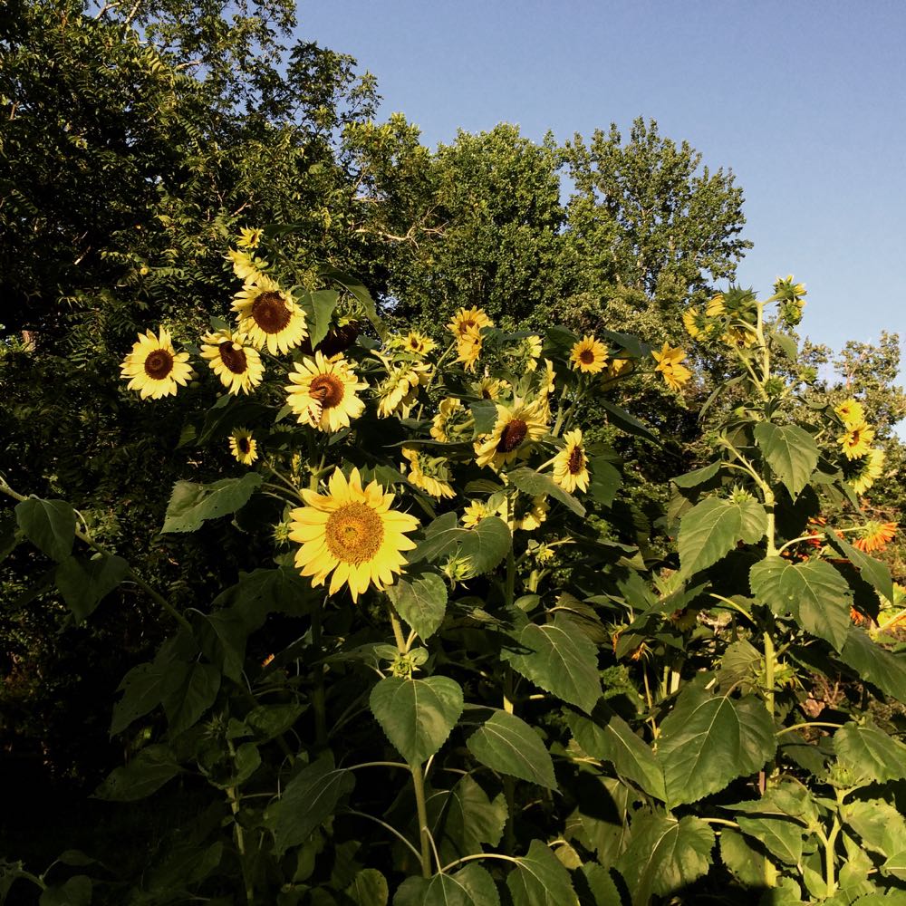 sunflowers