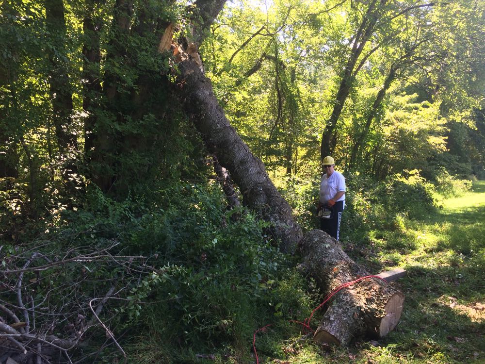 Cutting down the tree