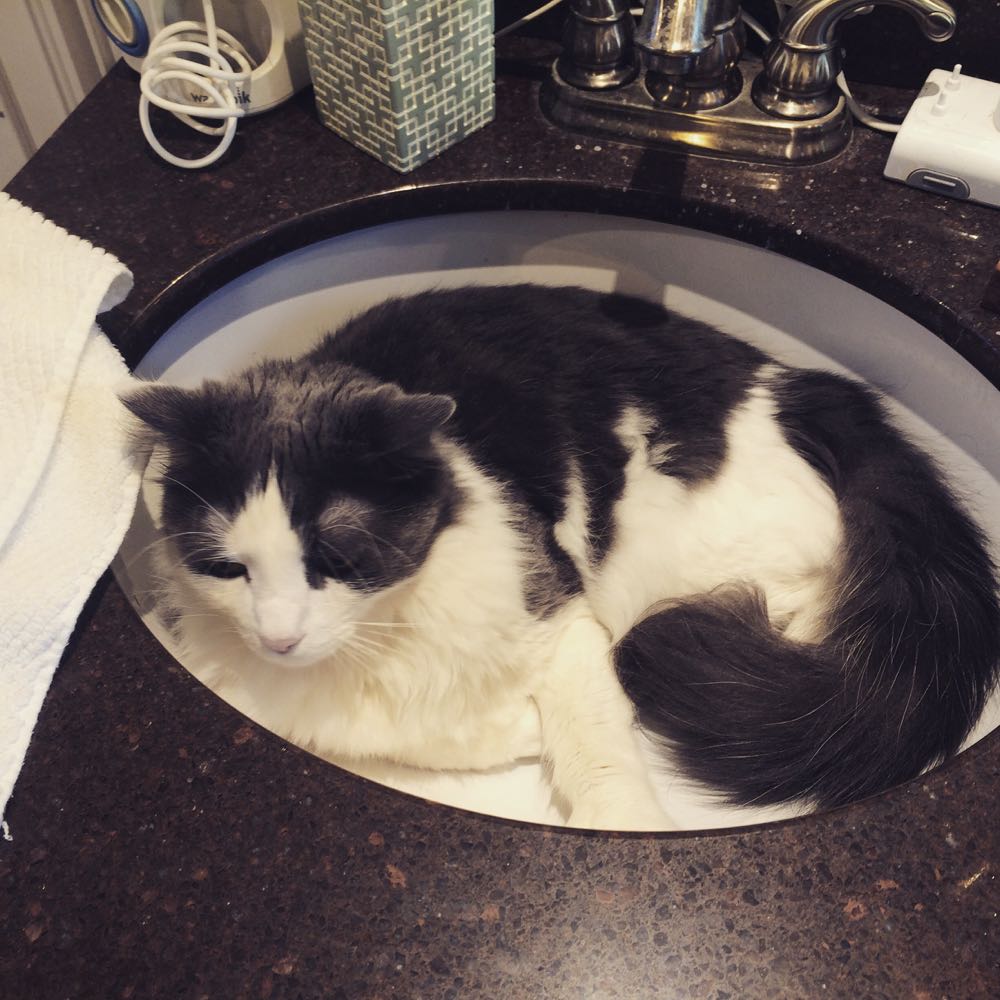 Tuffy in the sink
