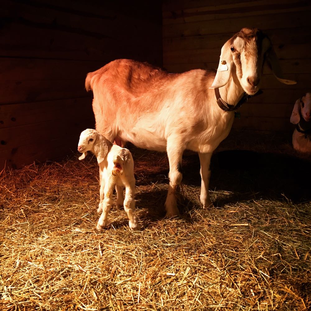 Rembrandt style photo of goats