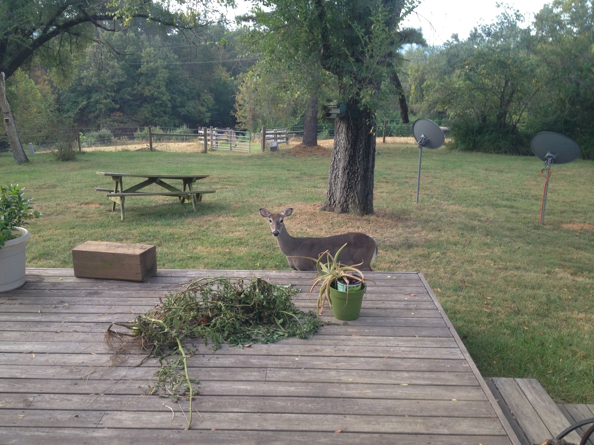 A Venison Garden