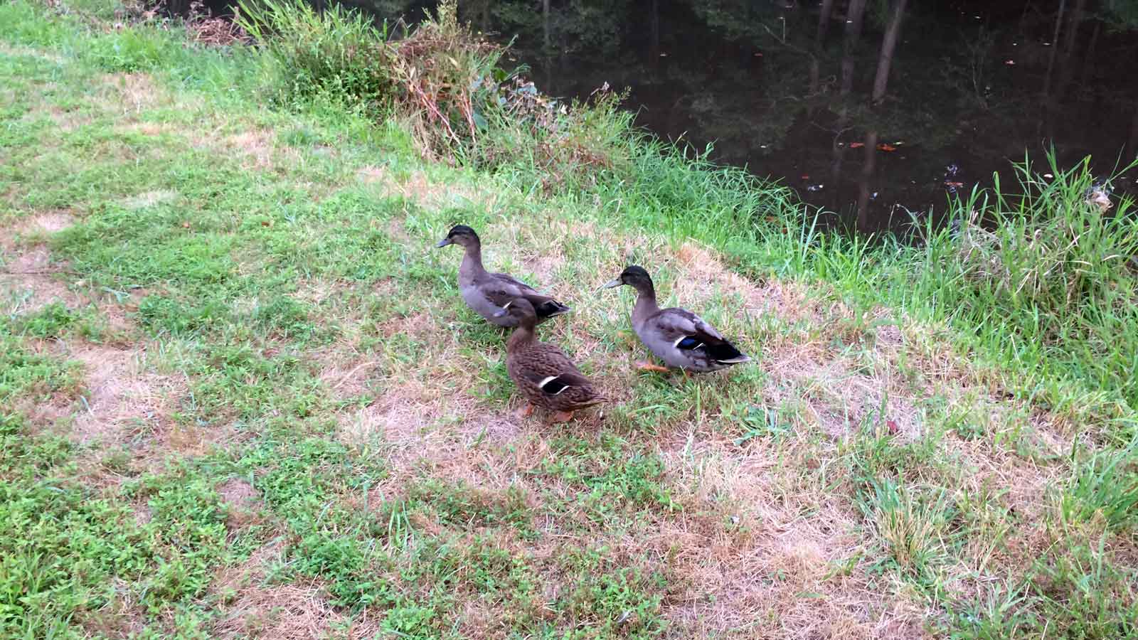 Say Hello to the Mallards!