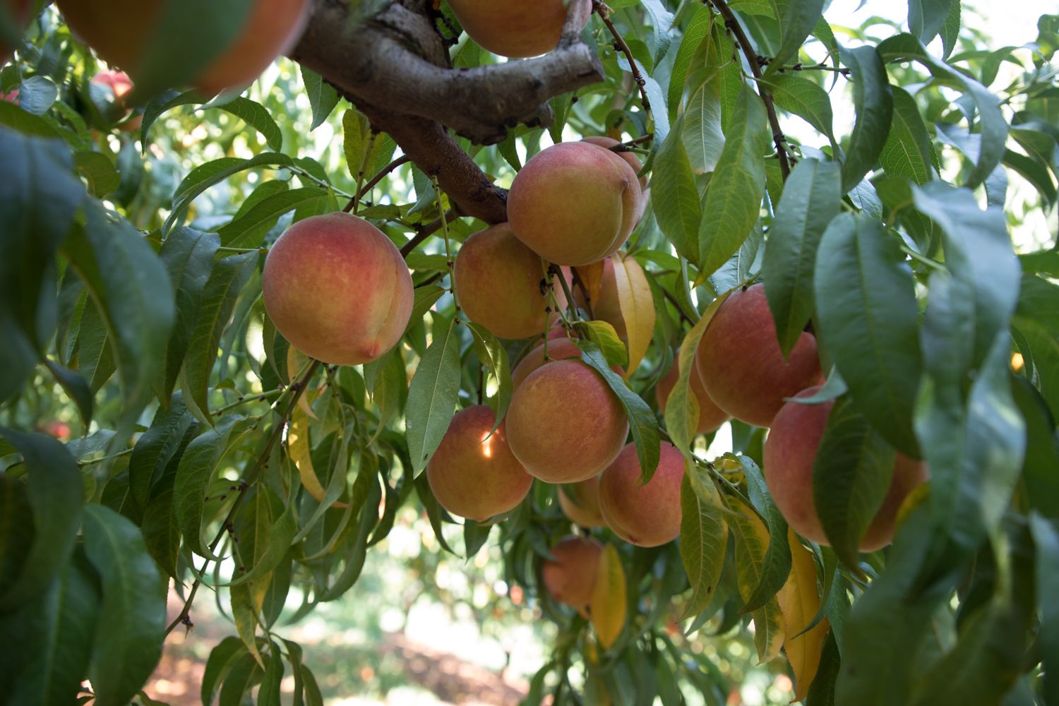 Peach Picking Part Deux