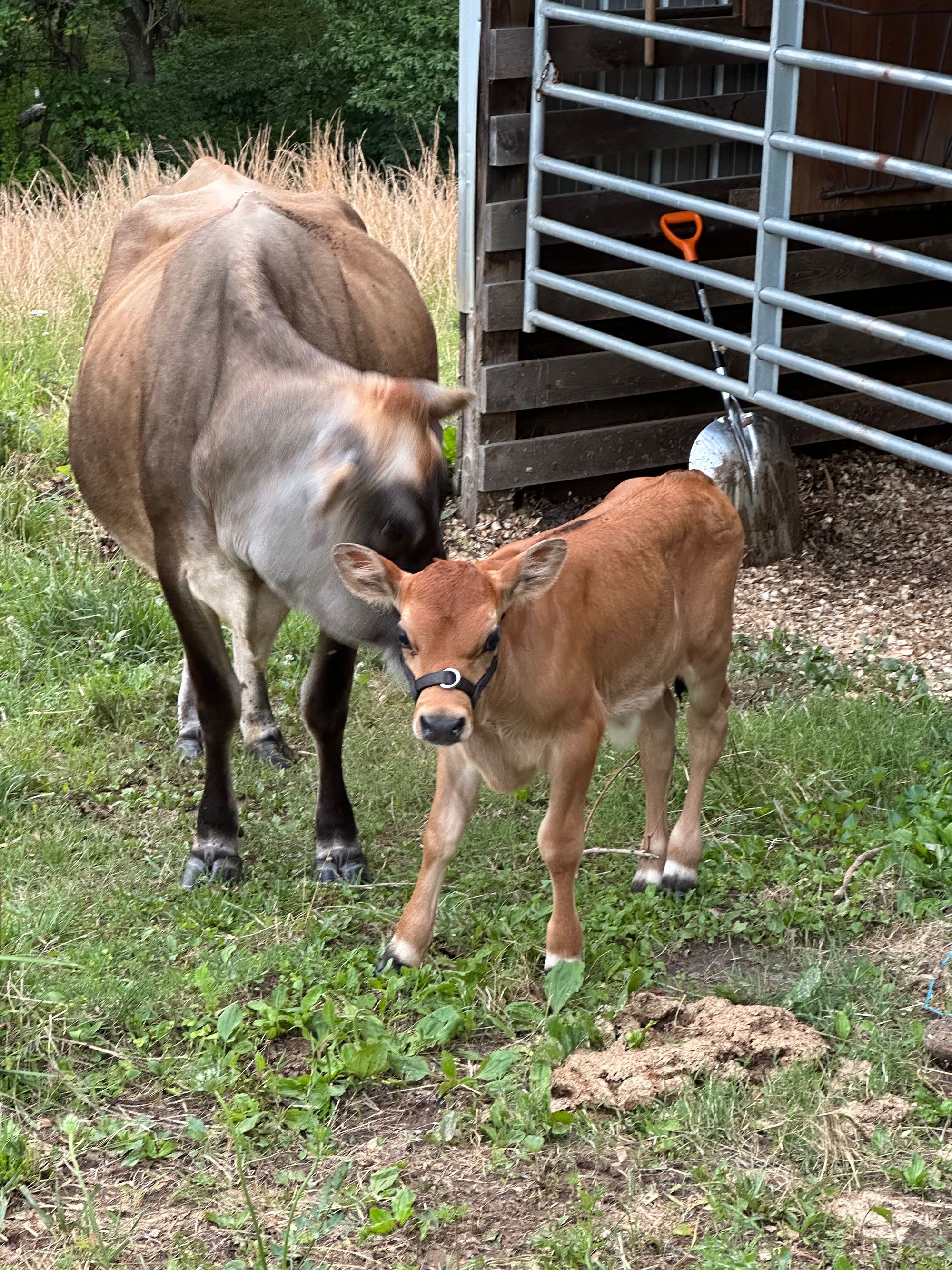 Baby Calf!