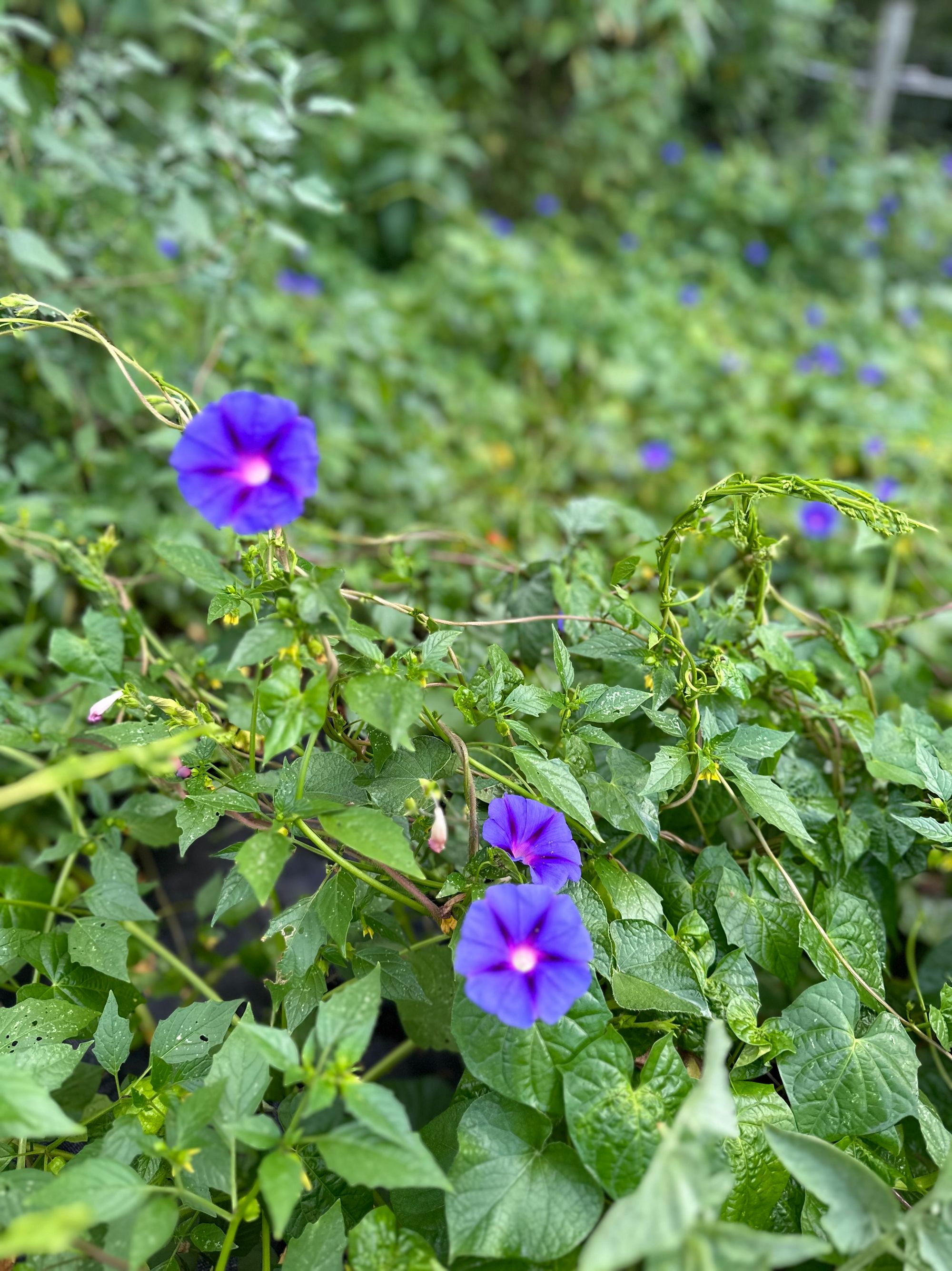 Morning glory vines with purple flowers growing over the bush beans at Sfumato Farm, August 2023
