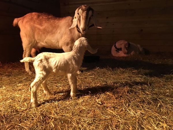 The Baby Goat