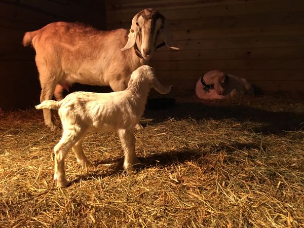 The Baby Goat Countdown
